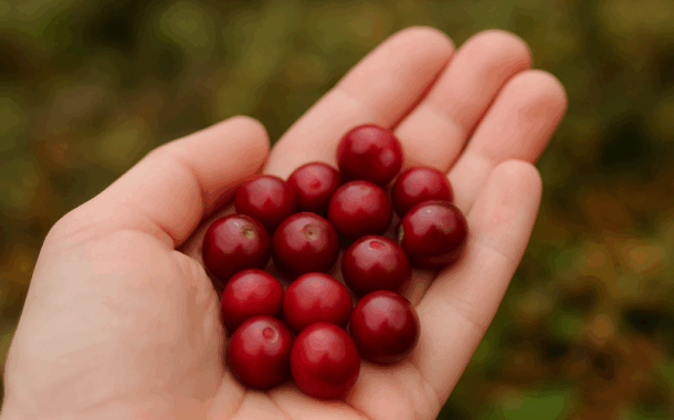 Brusinka – přírodní opora pro zdraví močových cest