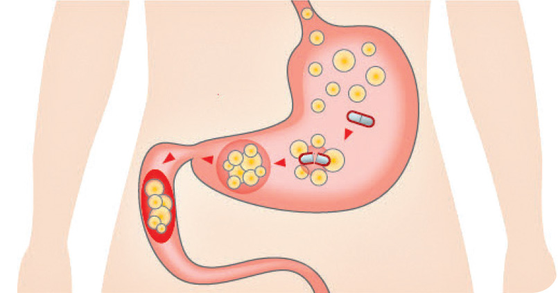 Chitomax: Přirozená podpora metabolismu tuků, zdraví srdce a optimální hladiny cholesterolu