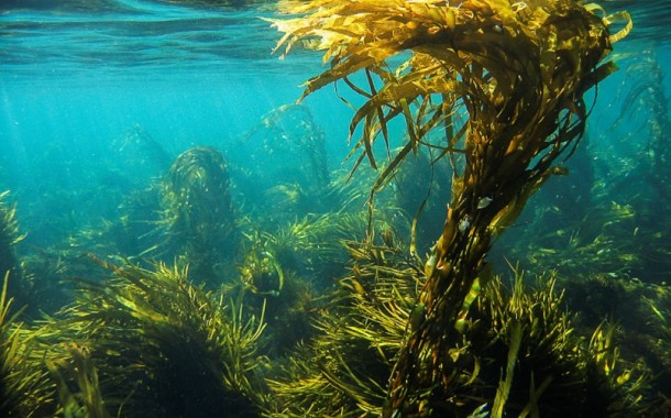 Kelp - mořská řasa pro zdraví