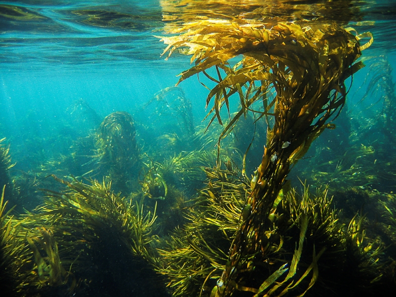 Kelp - mořská řasa pro zdraví