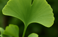 Ginko biloba a její účinky na zdraví