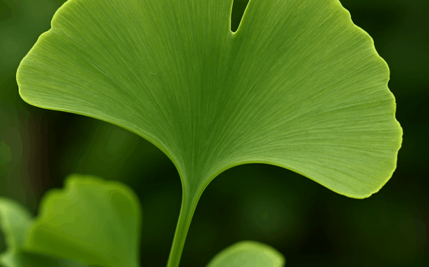 Ginko biloba a její účinky na zdraví