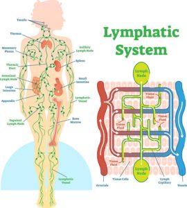grafické znázornění lymfatického systému