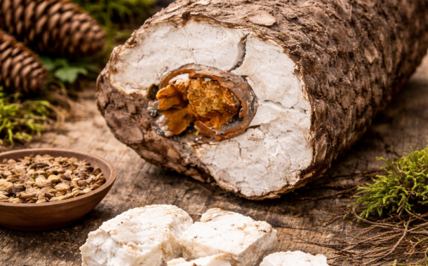 Pornatka kokosová – představení této výjimečné houby