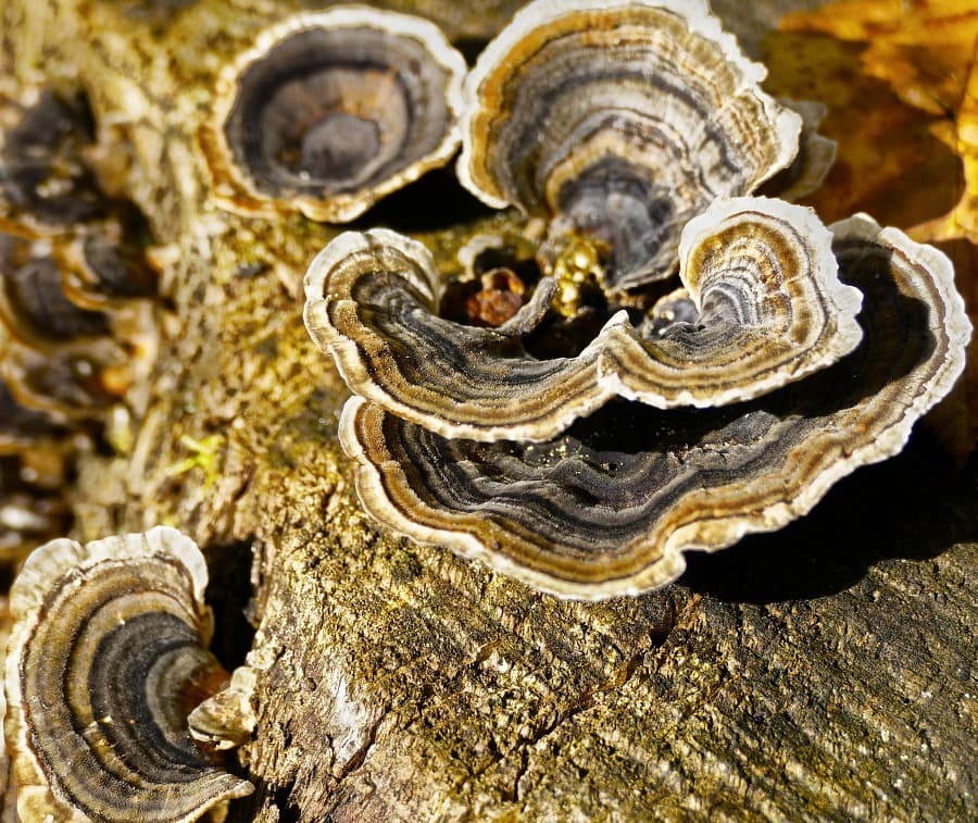Pozoruhodná houba outkovka: Kde ji najít a jak využít